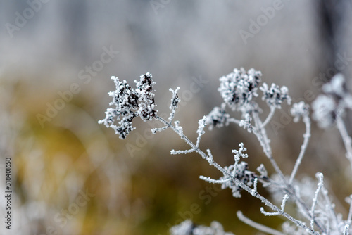 Wildflowers frozen in winter. Wildflowers frozen in winter. © Kozioł Kamila