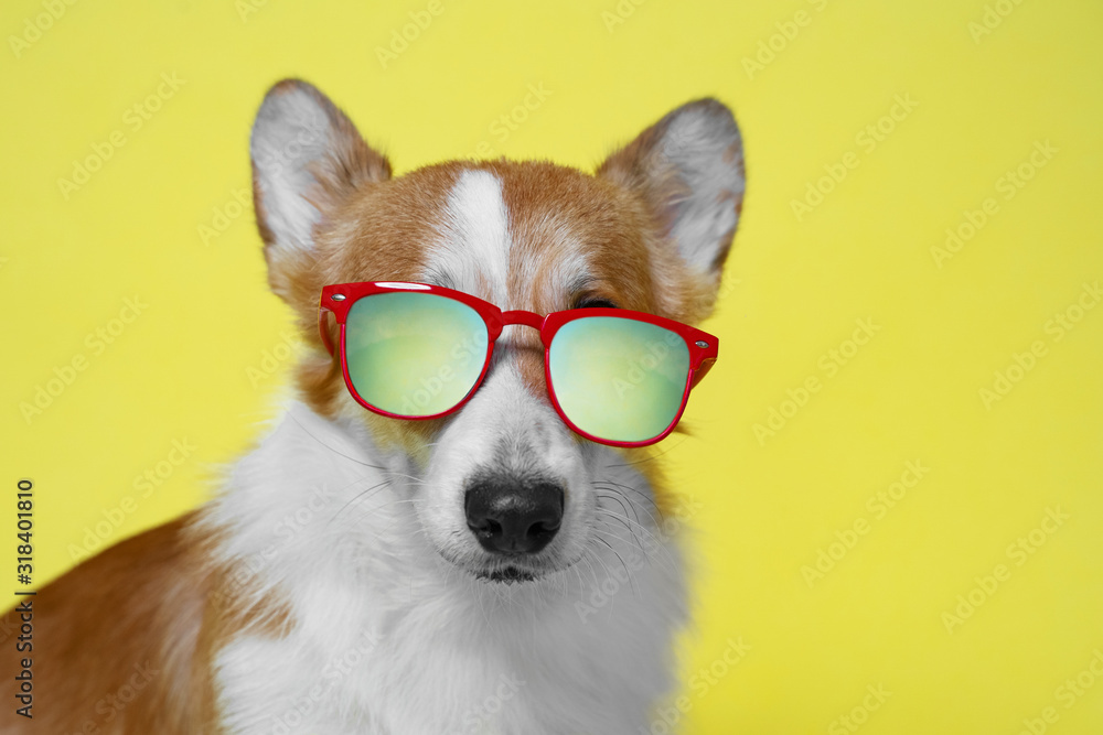 Cute portrait dog pembroke welsh corgi wear red sunglasses on bright yellow background. Vacation, party or resort holiday concept.