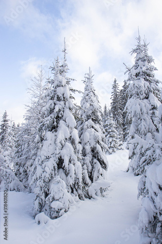 pine tress covered with snow in Alps