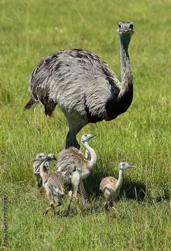 Fototapeta Freely roaming Rhea mother with 4 young chicks posing in grass