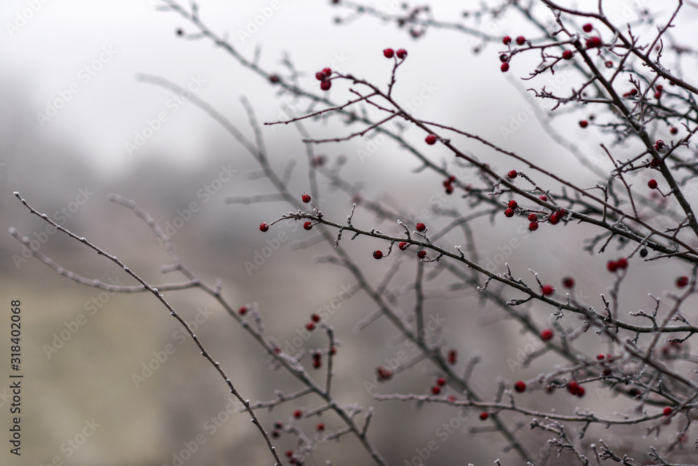 Wildflowers frozen in winter. Wildflowers frozen in winter. Wildflowers frozen in winter. Wildflowers frozen in winter.