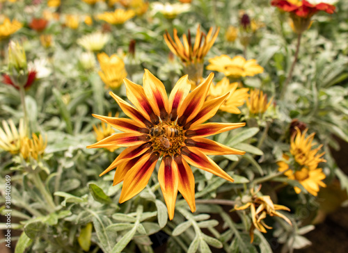 Picture of a Bee Collecting Pollen