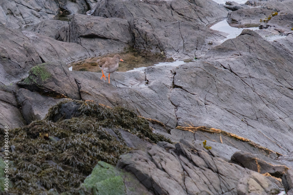 Common Redshank (Tringa totanus), near Bangor, Northern Ireland, UK Common Redshank (Tringa totanus), near Bangor, Northern Ireland, UK