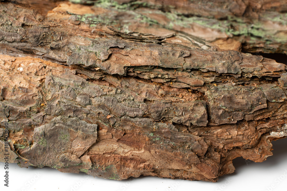 Tree Bark Texture Pattern with Copy Space for Text Tree Bark Texture Pattern with Copy Space for Text