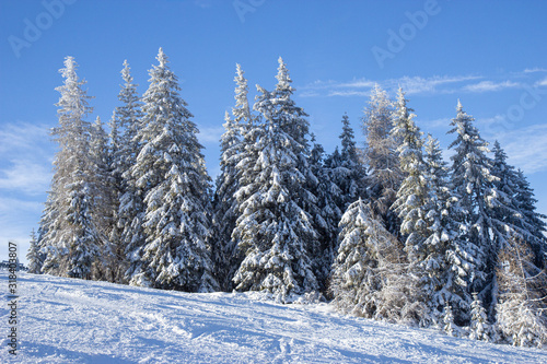 pine tress covered with snow in Alps, Austria