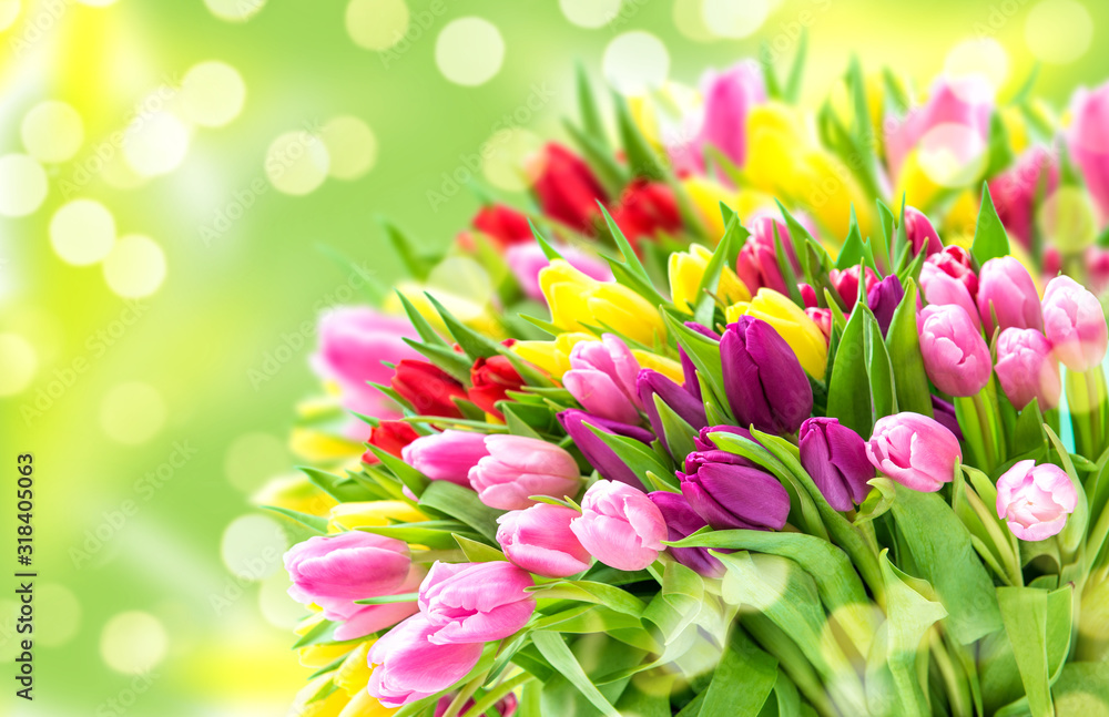 Fototapeta premium Tulipan Kwiaty Świeża wiosna bukiet niewyraźne tło bokeh