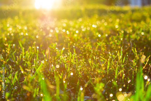 grass under sun