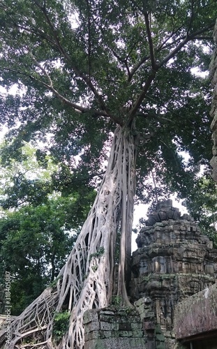 Beautiful big three, stangler fig in the archaelogical park angkor photo