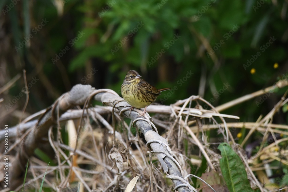 Black-faced Bunting eats grass seeds and insects in the forest. Moreover, the singing voice is very beautiful. Black-faced Bunting eats grass seeds and insects in the forest. Moreover, the singing voice is very beautiful.