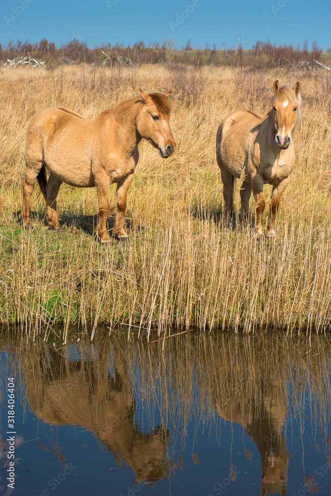 Fototapeta premium Wild Konik ponies on the banks of Burwell Lode