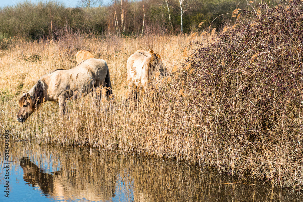 Wild Konik ponies on the banks of Burwell Lode, Wicken Fen, Cambridgeshire, UK. Wild Konik ponies on the banks of Burwell Lode, Wicken Fen, Cambridgeshire, UK.
