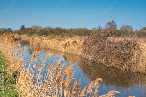 Canvas Print Wild Konik ponies on the banks of Burwell Lode at Wicken Fen in Cambridgeshire, England, UK