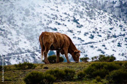 Vaca comiendo en prado de montaña nórdica © Edu