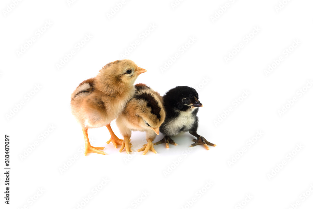 Obraz premium Brown and black chicks on a white background