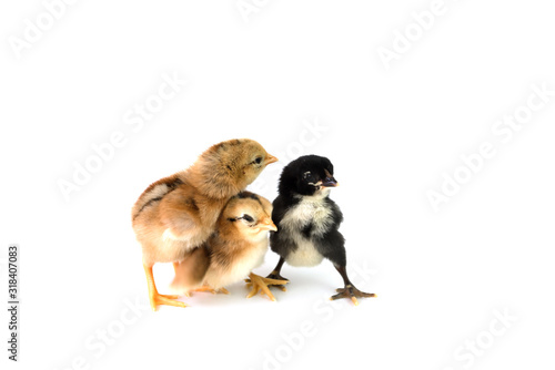 Fototapeta Naklejka Na Ścianę i Meble -  Brown and black chicks on a white background