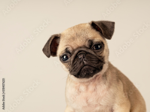 Close-up of a Face's puppy Pug