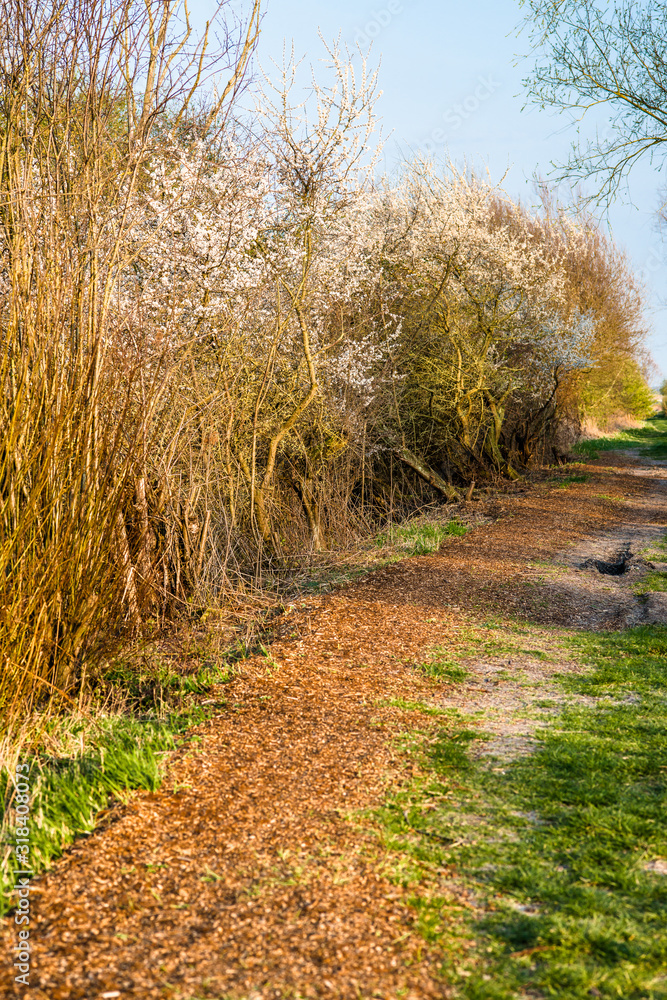 Fototapeta premium Walking path at Wicken Fen