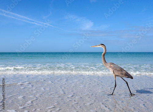 Great Blue Heron (Ardea herodias) walking in shallow surf and a take off sequence on St. Pete Beach, Florida.