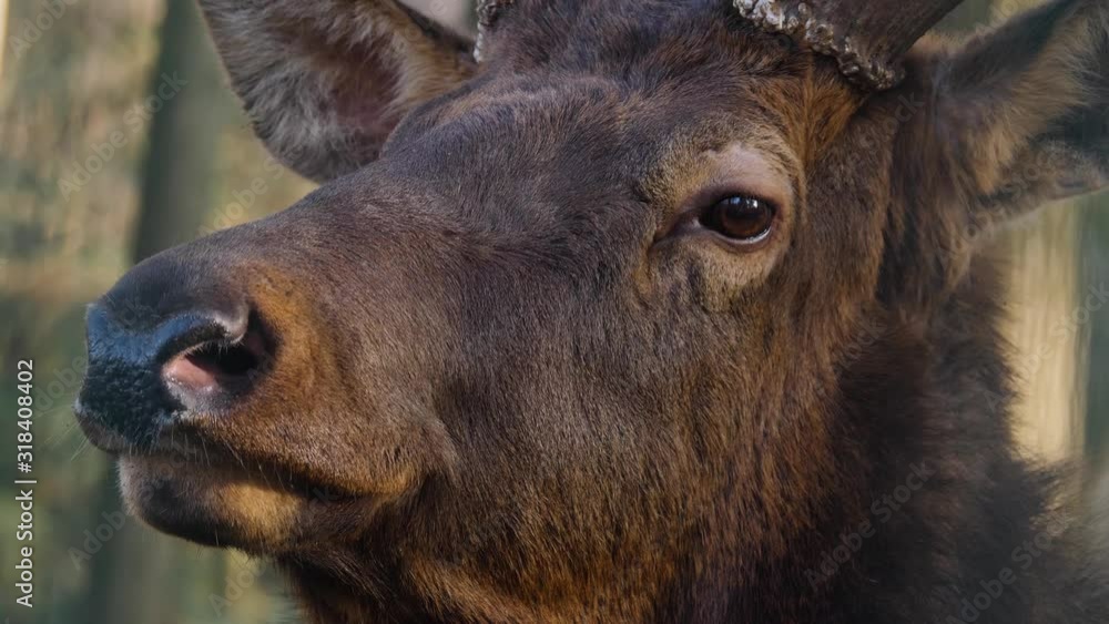 Close up of elk wapiti deer nose breathing on sunny day in autumn Close up of elk wapiti deer nose breathing on sunny day in autumn