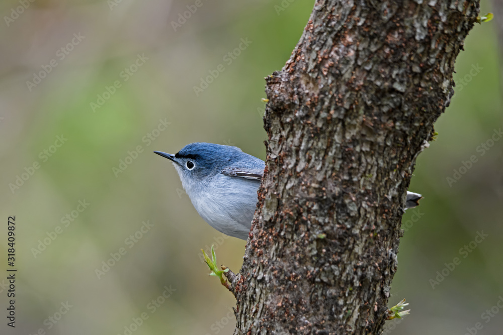 Blue-gray gnatcatcher or Polioptila caerulea perched on tree in rich deciduous woods on a cloudy spring day. It moves briskly and erratically in search of small insects. Blue-gray gnatcatcher or Polioptila caerulea perched on tree in rich deciduous woods on a cloudy spring day. It moves briskly and erratically in search of small insects.