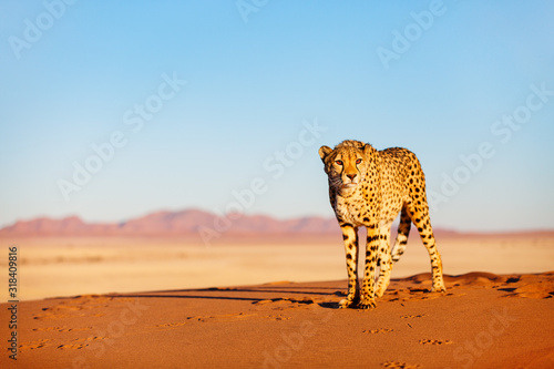 Obraz na plátně Cheetah in dunes