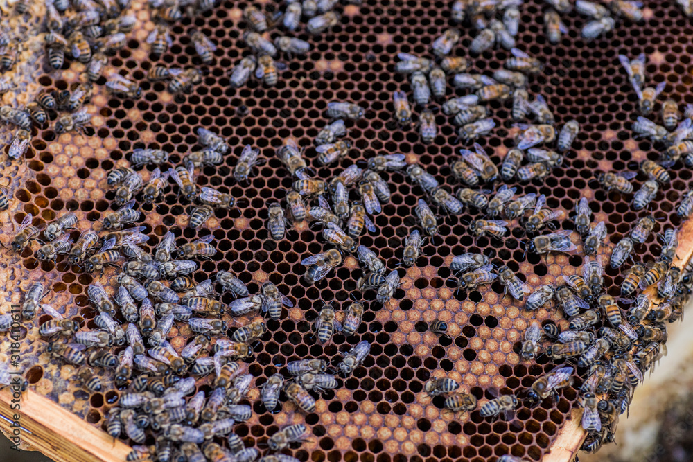 Bees on dark old wax with sealed brood and open cells with honey. Bees on dark old wax with sealed brood and open cells with honey.