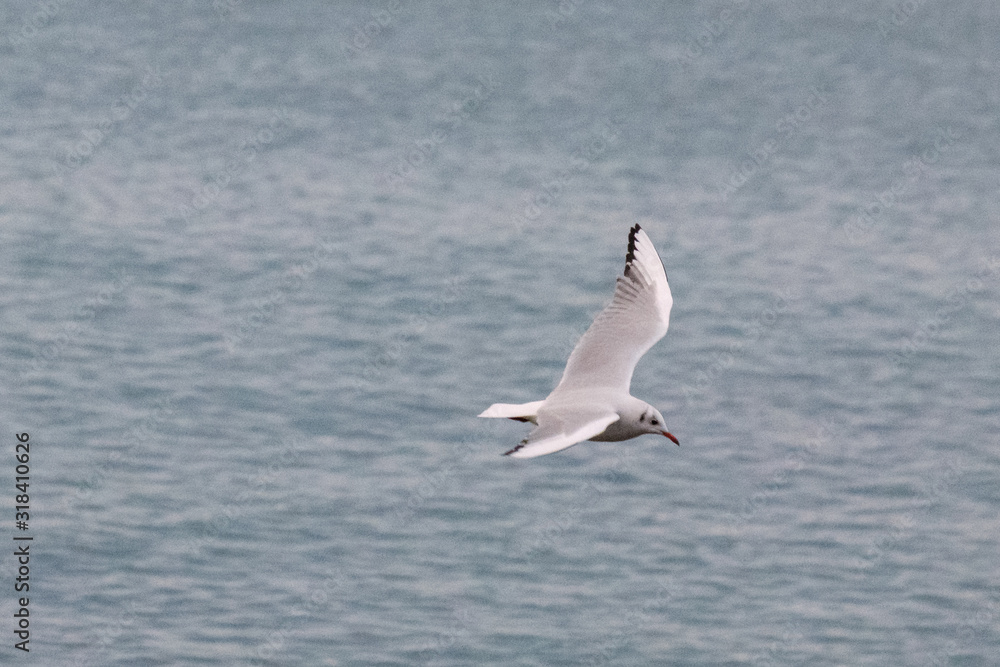Seagull Flying Over Northerm Ireland Coast, UK Seagull Flying Over Northerm Ireland Coast, UK