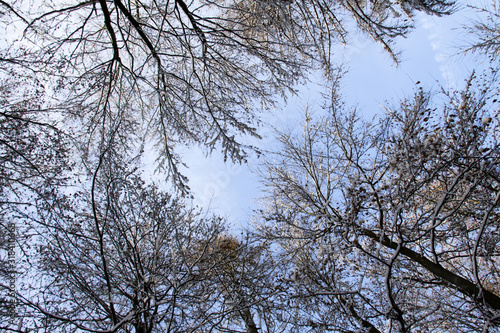 forest in winter
