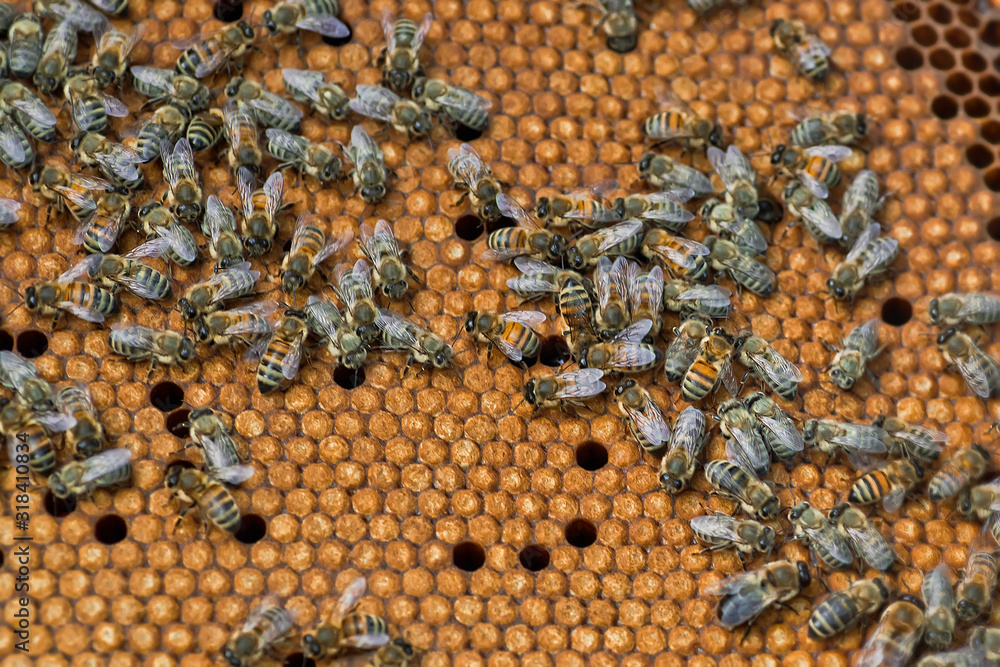 Honey bees on sealed brood, split on wooden frame with wax close-up. Honey bees on sealed brood, split on wooden frame with wax close-up.