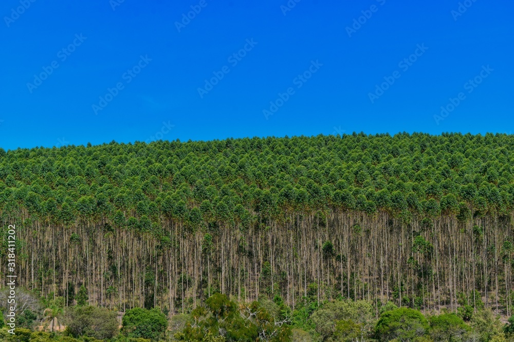 Fototapeta premium Eucaluptus Plantation
