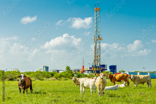 Cows at Oil Rig