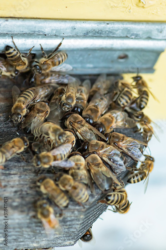 Bees kick drones out of bee families in late summer. A lot of drones near hive entrance.