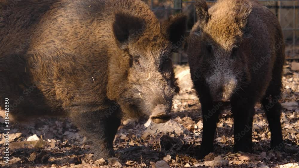 Close up of two large wild boar pig looking into the camera on a sunny day in autumn. Close up of two large wild boar pig looking into the camera on a sunny day in autumn.