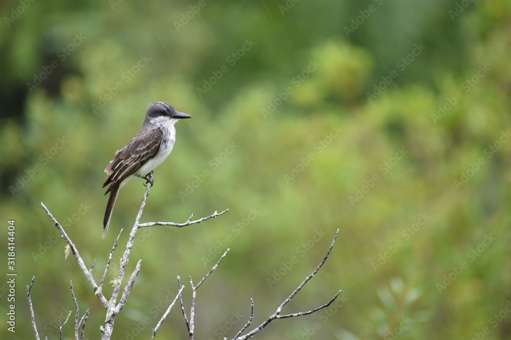 Loggerhead Kingbird perched sideways on a tree in Vinales Loggerhead Kingbird perched sideways on a tree in Vinales