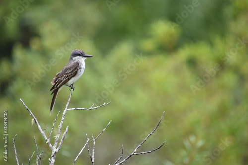 Loggerhead Kingbird perched sideways on a tree in Vinales