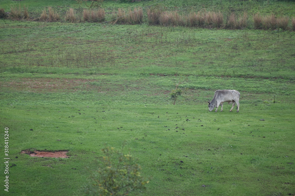 Fototapeta premium Bull grazing in a field in rural VInales