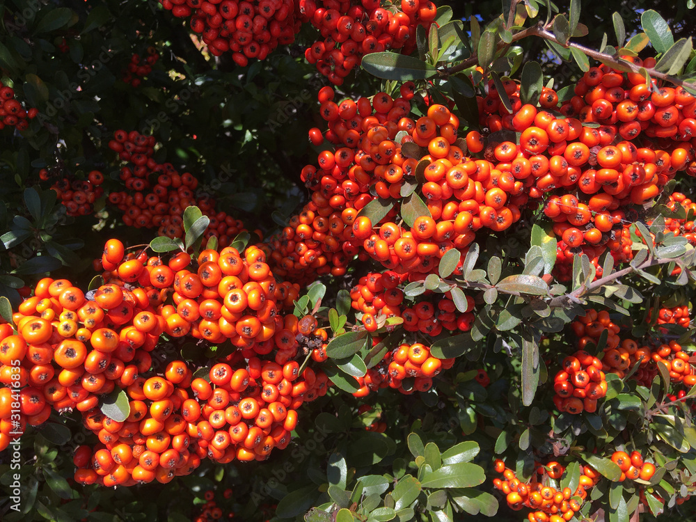 Ripe red rowan berries on a shrub
