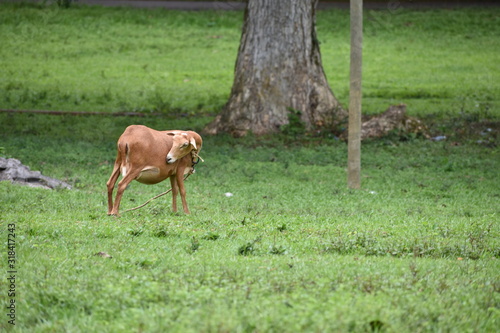 Goat cleaning itself standing in grass in Vinales