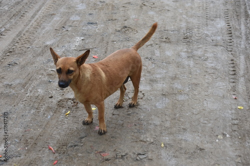 Fototapeta Naklejka Na Ścianę i Meble -  Stray dog standing on a dirt road in VInales
