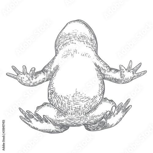 Forest Frog line illustration in grey.  Magic anuran or poison toad hand drawing. Witchcraft, voodoo magic attribute. Illustration for Halloween. Vector.