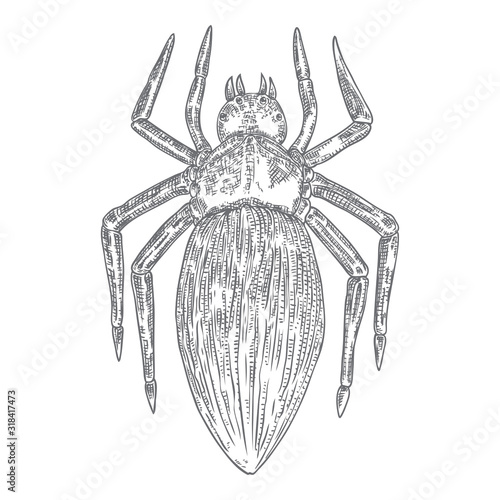 Black spider close up, big scary spider isolated, poisonous insect , arachnophobia background, drawing tattoo design. Drawn witchcraft, voodoo magic attribute. Illustration for Halloween. Vector.