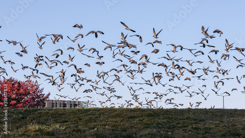 Tablou canvas A large gaggle of Canadian geese taking off the field in a park of Hillsboro, Or