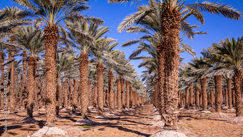 Rows of palm trees on a tree farm near Dead Sea, Israel Stock Photo Adobe Stock