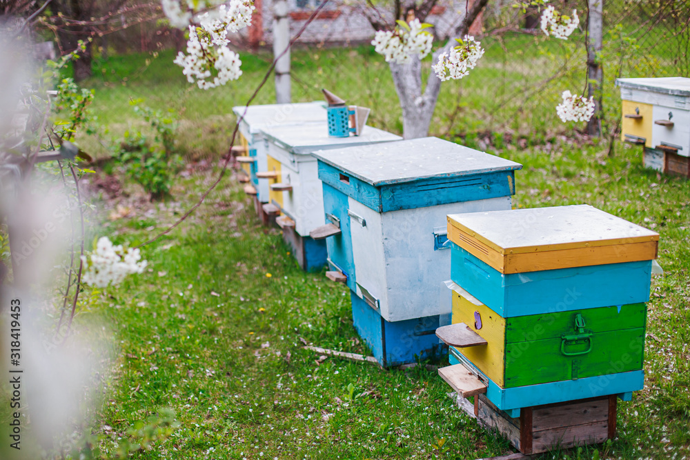 Rows of hives under branches with cherry blossoms. Apiary in the spring in aperil. Honeybees collecting pollen from white flowers in garden. Rows of hives under branches with cherry blossoms. Apiary in the spring in aperil. Honeybees collecting pollen from white flowers in garden.