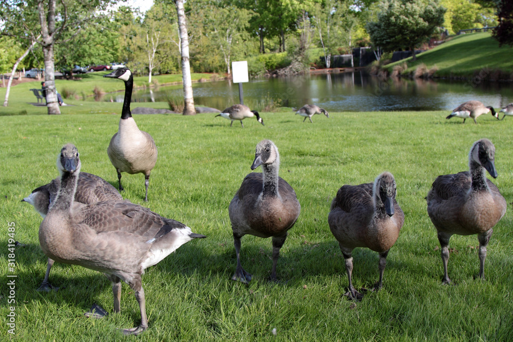 Up close photo of a pack grey Canada geese on a lawn of a park in Hillsboro, Oregon Up close photo of a pack grey Canada geese on a lawn of a park in Hillsboro, Oregon