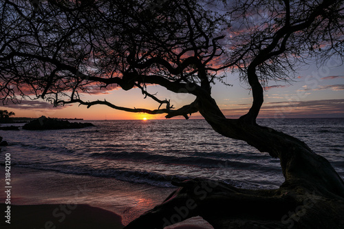 Sunset over Waialea bayviewed from Beach 69, Big Island, Hawaii. Scenic view of a beach with back silhouettes of trees evening sky photo