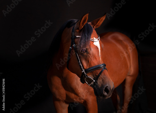 Arabian Horse Black Background © Jesse