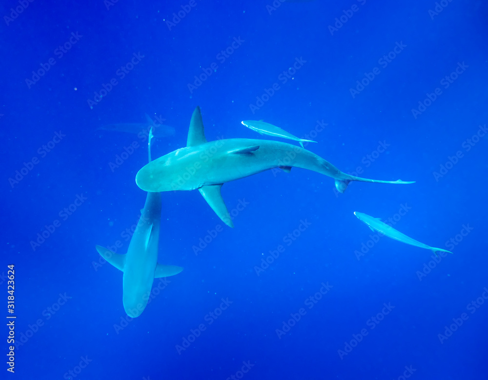 Fototapeta premium Galapagos shark, Oahu Hawaii