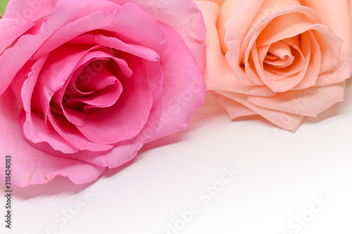 beautiful pink and orange rose flower isolated on white background