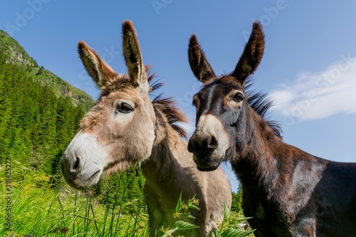 Fototapeta Low Angle View Of Donkeys Against Green Mountains